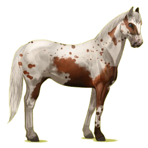 Riding Horse Paint Horse Liver chestnut Tovero