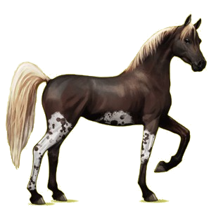 Riding Horse Arabian Horse Dark Bay