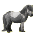Pony Shetland Dapple Gray