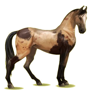 Riding Horse Marwari Dun