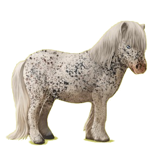 Pony Shetland Black Tobiano