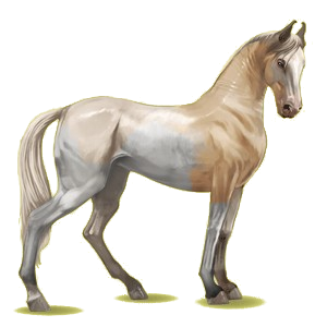 Riding pegasus Marwari Chestnut