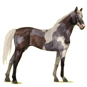 Riding Horse Thoroughbred Dapple Gray