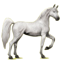 Riding Horse Arabian Horse Mouse Gray