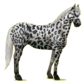 Riding Horse Appaloosa Black Leopard 