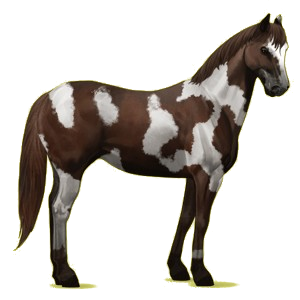 Riding Horse Paint Horse Liver chestnut Tobiano