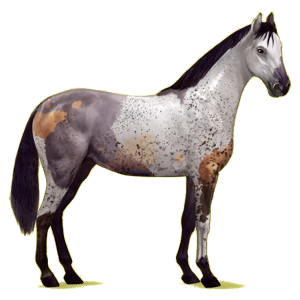 Riding Horse Irish Hunter Palomino