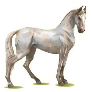 Riding Horse Marwari Cremello Tobiano