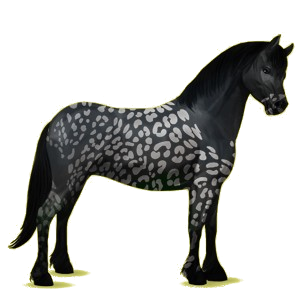 Pony Connemara Chestnut