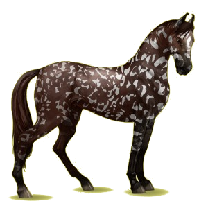 Riding pegasus Marwari Liver chestnut Tobiano