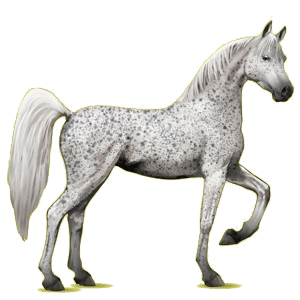 Riding Horse Arabian Horse Fleabitten Gray