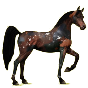 Riding Horse Arabian Horse Bay