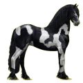 Riding Horse Friesian Black