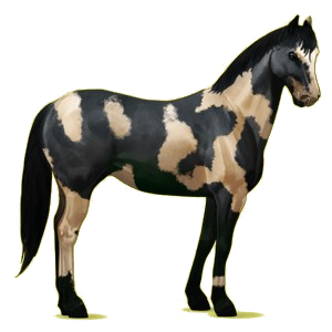 Riding Horse Paint Horse Bay Overo