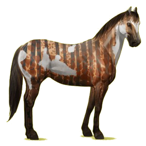 Riding Horse Paint Horse Liver chestnut Tobiano