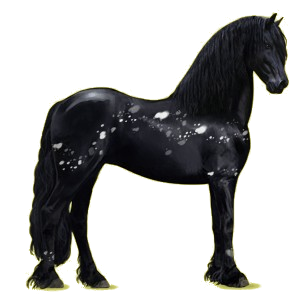 Riding Horse Friesian Black