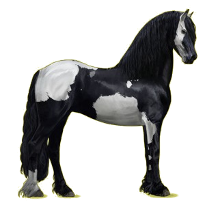 Riding Horse Friesian Black