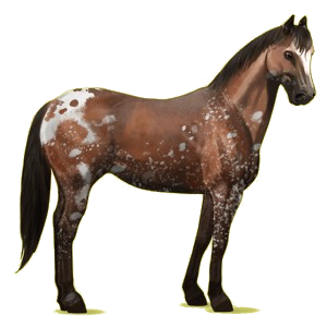 Riding Horse Appaloosa Bay Spotted Blanket 