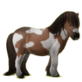 Pegasus pony Shetland Chestnut