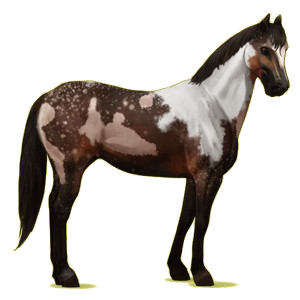 Riding Horse Quarter Horse Bay