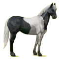 Riding Horse Paint Horse Black Overo