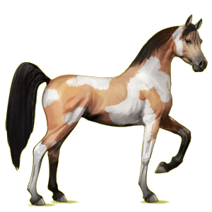 Riding Horse Arabian Horse Dapple Gray