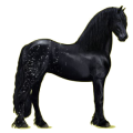 Riding Horse Friesian Black