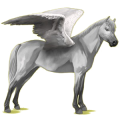 Pegasus pony Palomino