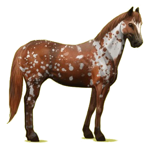 Riding Horse Quarter Horse Cherry bay