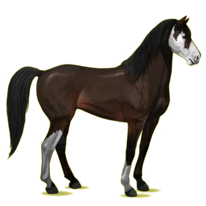 Riding Horse Mustang Cherry bay