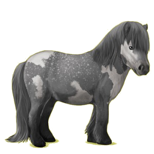 Pony Shetland Black