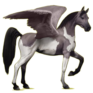Riding pegasus Arabian Horse Roan