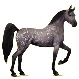 Riding Horse Arabian Horse Dark Bay