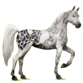 Riding Horse Arabian Horse Light Gray