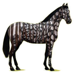 Riding Horse Irish Hunter Black