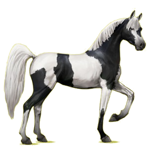 Riding pegasus Arabian Horse Light Gray