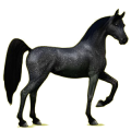 Riding Horse Arabian Horse Black