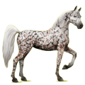 Riding Horse Arabian Horse Chestnut