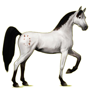 Riding Horse Arabian Horse Bay