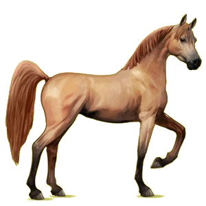 Riding Horse Arabian Horse Chestnut