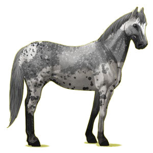 Riding Horse Paint Horse Chestnut Overo