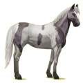 Riding Horse Paint Horse Dapple gray Tobiano