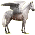 Riding pegasus Irish Hunter Light Gray