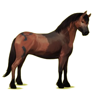 Pony Quarter Pony Dark Bay