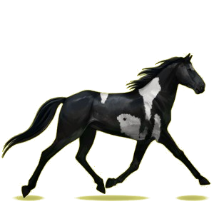 Riding pegasus Standardbred Black