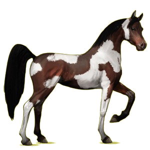 Riding Horse Arabian Horse Light Gray
