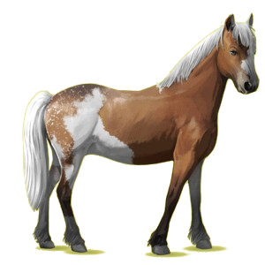 Pony Chincoteague Pony Black Overo