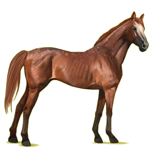 Riding Horse Thoroughbred Chestnut