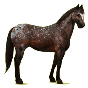 Riding Horse Appaloosa Bay Spotted Blanket 