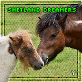 ღshetland dreamersღ